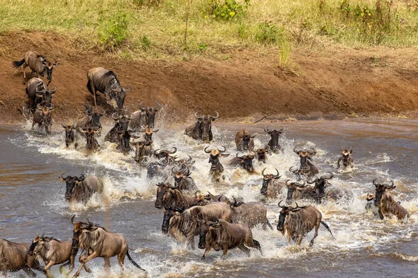 Herd Gnus Jumping Water Cross Mara River Way Greener Pastures — Stock Photo, Image