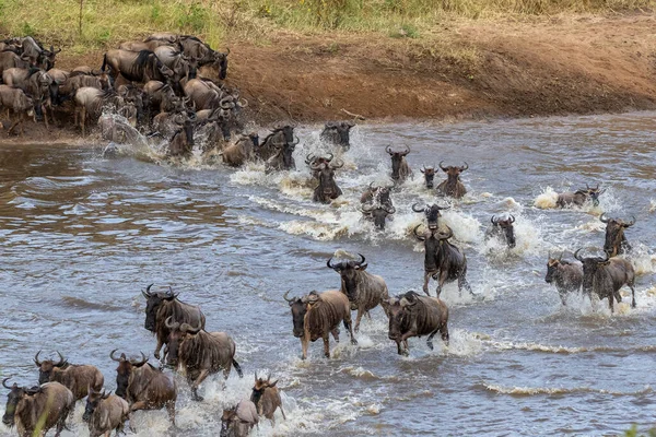 Troupeau Gnus Sautant Dans Eau Pour Traverser Rivière Mara Route — Photo