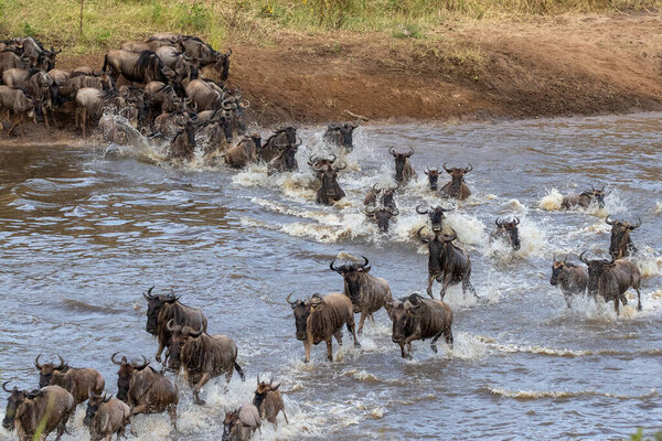 A herd of gnus jumping in the water to cross the Mara River on their way to greener pastures in North Sergengeti, Tanzania