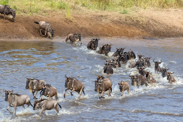 Herd Gnus Jumping Water Cross Mara River Way Greener Pastures — Stock Photo, Image