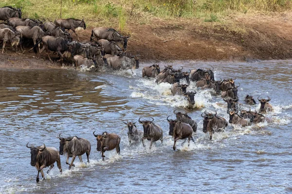 Herd Gnus Jumping Water Cross Mara River Way Greener Pastures — Stock Photo, Image