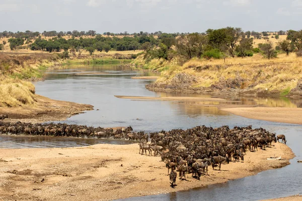 Gnusflock Som Korsar Floden Mara Norra Serengeti Tanzania — Stockfoto
