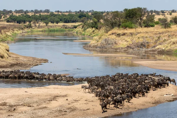 Una Manada Gnus Cruzando Río Mara Norte Serengeti Tanzania — Foto de Stock