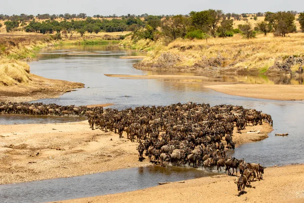 Una Mandria Gnus Che Attraversa Fiume Mara Nel Serengeti Settentrionale Immagine Stock