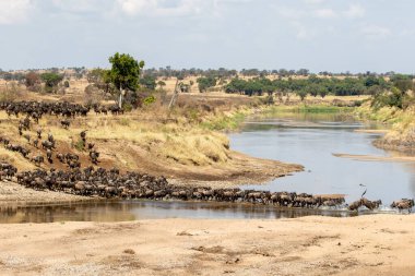 Kuzey Serengeti, Tanzanya 'daki Mara Nehri' ni geçen bir gnus sürüsü.