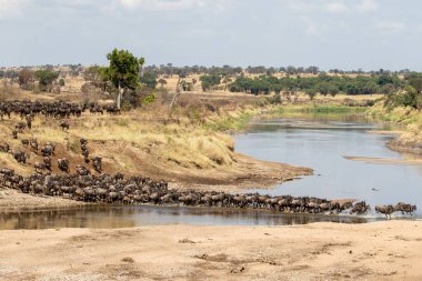Kuzey Serengeti, Tanzanya 'daki Mara Nehri' ni geçen bir gnus sürüsü.