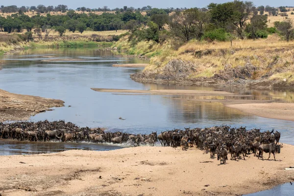 Herd Gnus Crossing Mara River Northern Serengeti Tanzania — Stock Photo, Image