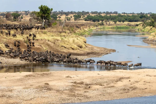 Herd Gnus Crossing Mara River Northern Serengeti Tanzania — Stock Photo, Image