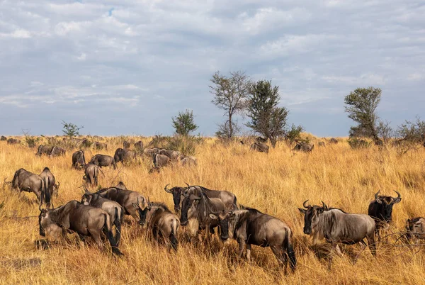 Hyttyslauma Laiduntaa Kuivalla Nurmella Ennen Kuin Suuntaat Marajoelle Northen Serengetiin — kuvapankkivalokuva