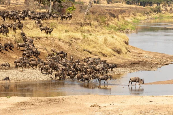 Gnusflock Som Korsar Floden Mara Norra Serengeti Tanzania — Stockfoto