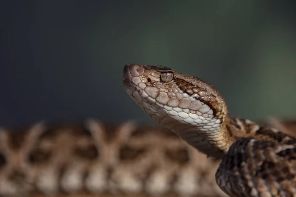 Wild Dangerous Snake Closeup — ストック写真