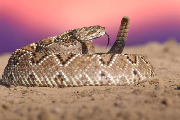 Wild Dangerous Snake Closeup — Zdjęcie stockowe