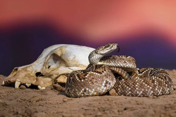 Wild Dangerous Snake Closeup — Zdjęcie stockowe