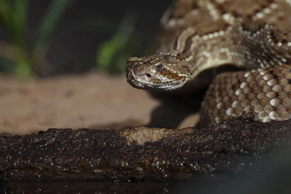 Wild Dangerous Snake Closeup — Stockfoto