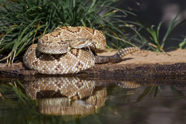 Wild Dangerous Snake Closeup — Stok fotoğraf