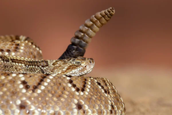 Wild Dangerous Snake Closeup — Stock Photo, Image