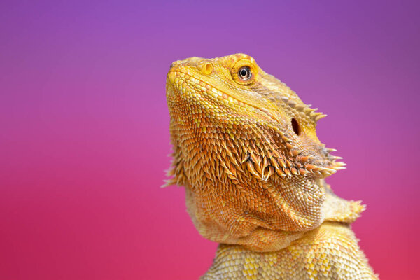 Bearded Dragon posing in the nature