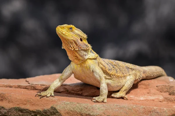 Dragão Barbudo Posando Natureza — Fotografia de Stock