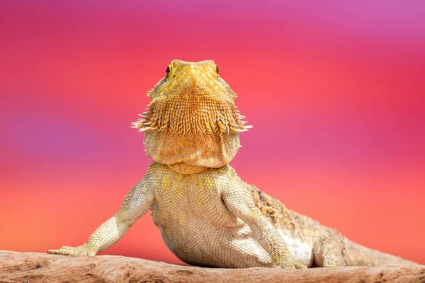 Dragão Barbudo Posando Natureza — Fotografia de Stock