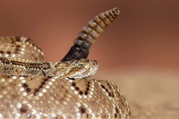 Close Snake Wild — Stok fotoğraf