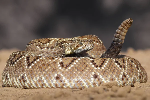 Close Snake Wild — Stok fotoğraf