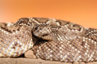 Bir yılanın vahşi doğaya yakın çekimi