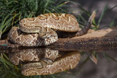 Close-up of a snake into the wild