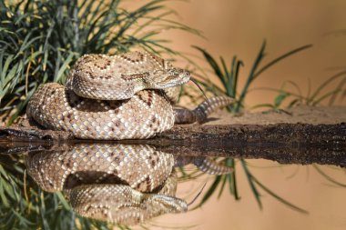 Close-up of a snake into the wild