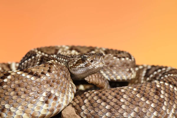 Close Snake Wild —  Fotos de Stock