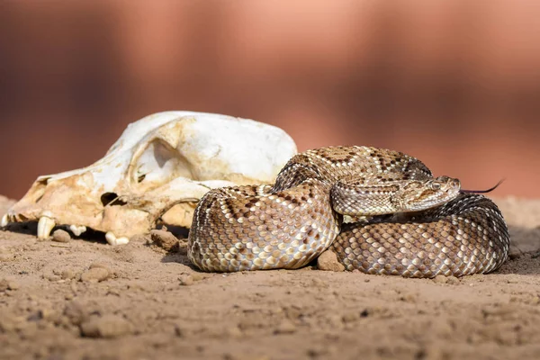 Close Snake Skull Wild — Stok fotoğraf