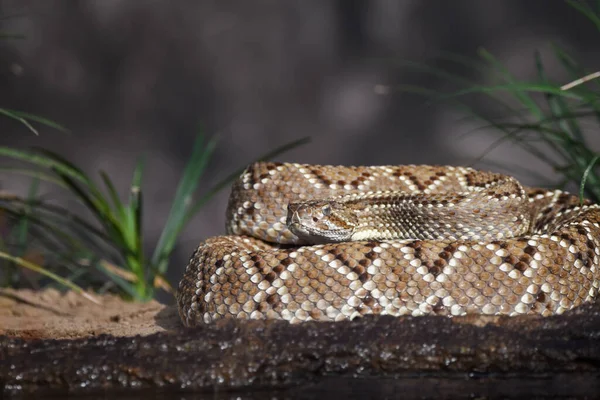 Close Snake Wild — Stock Photo, Image