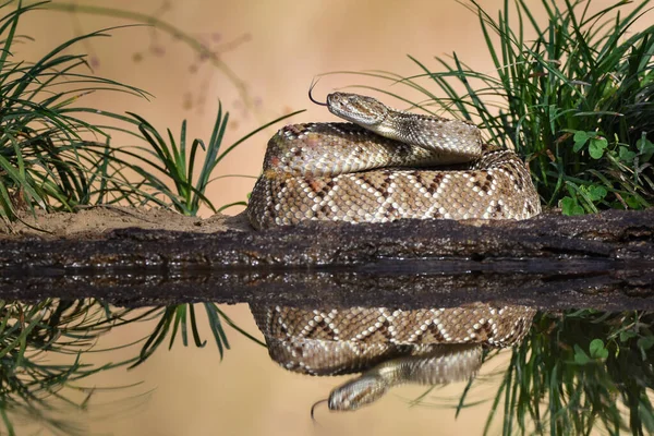 Close Snake Wild — Stok fotoğraf