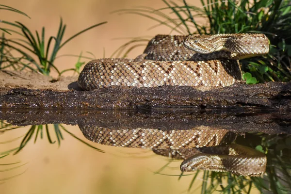 Close Snake Wild — Stock Photo, Image