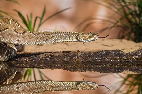 Close Snake Wild — Photo