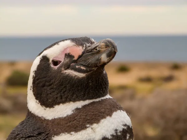 Пингвин Ходит Смотрит — стоковое фото