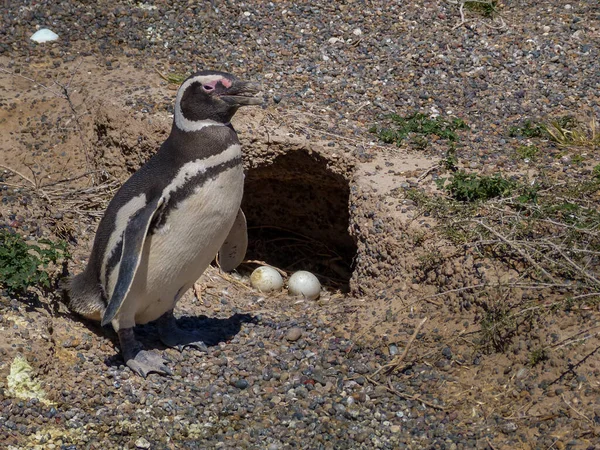 Пингвин Яйцами Океана — стоковое фото