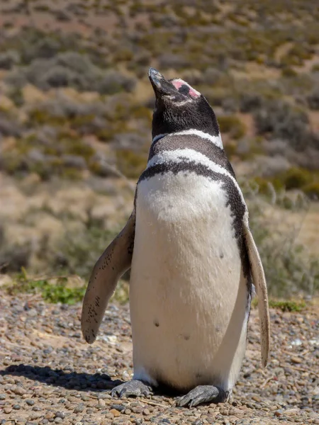 Пингвин Гуляет Заливу — стоковое фото
