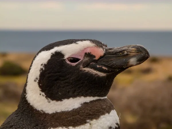 Пингвин Ходит Смотрит — стоковое фото