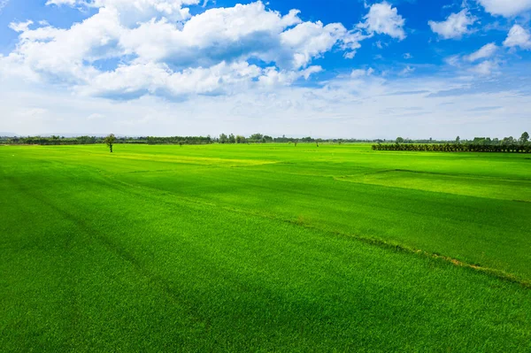 Vista Dall Alto Sulle Praterie Verdi Inizio Estate Sulla Risaia — Foto Stock