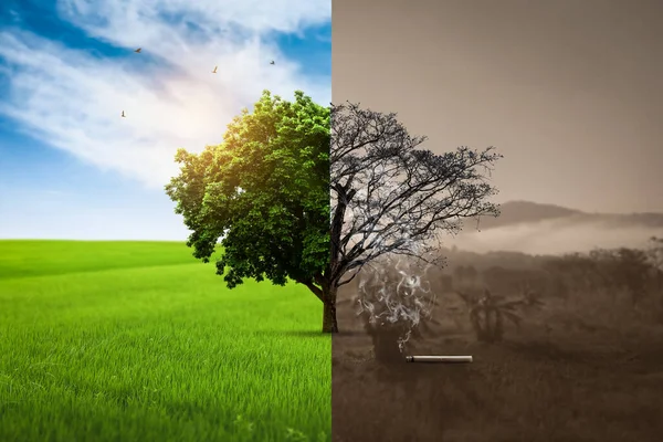 Global Warming Concept Live Dead Big Tree World Tobacco Day — Stock Photo, Image