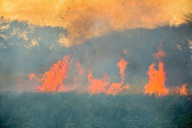 Zafra, şeker kamışı çıkarmak için yapılan bir aktivite.