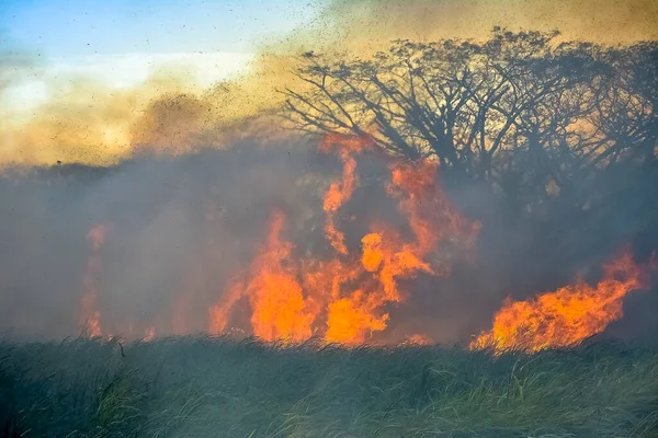 Zafra Uma Actividade Realizada Para Extracção Açúcar Cana — Fotografia de Stock