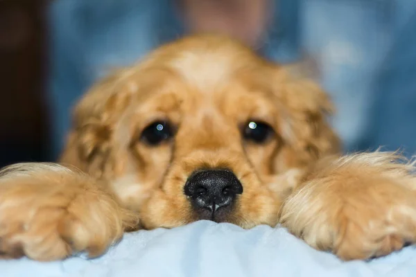 Küçük cocker spaniel köpek yavrusu kameraya bakıyor.