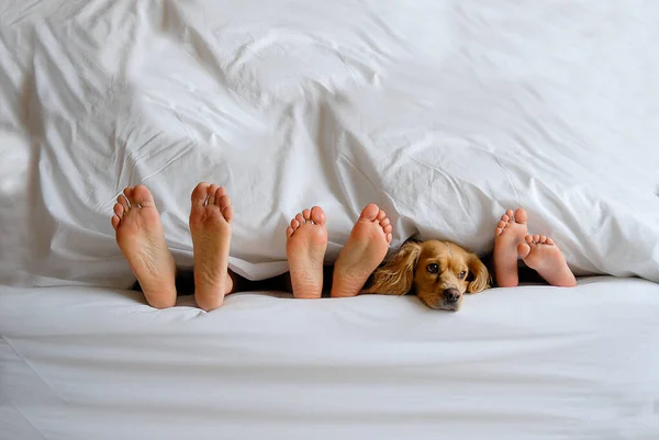 彼の所有者とベッドの上に横たわる小さなコッカー スパニエル — ストック写真