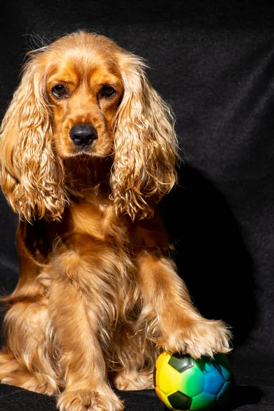 Küçük cocker spaniel kameraya bakıyor.