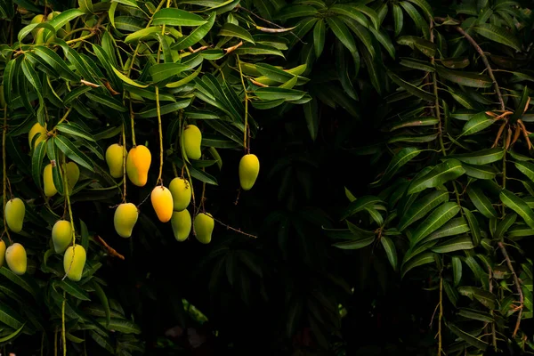 Owoce Mango Gotowe Zbioru — Zdjęcie stockowe