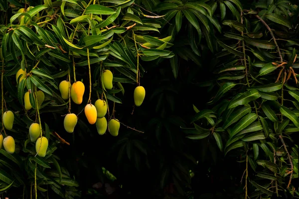 Mango meyvesi hasat edilmeye hazır.