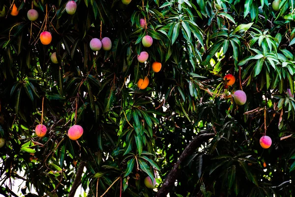Mango meyvesi hasat edilmeye hazır.