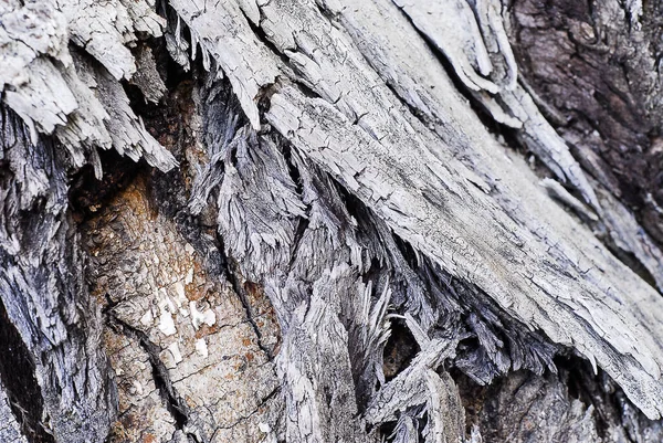 Текстура След Времени Дереве — стоковое фото