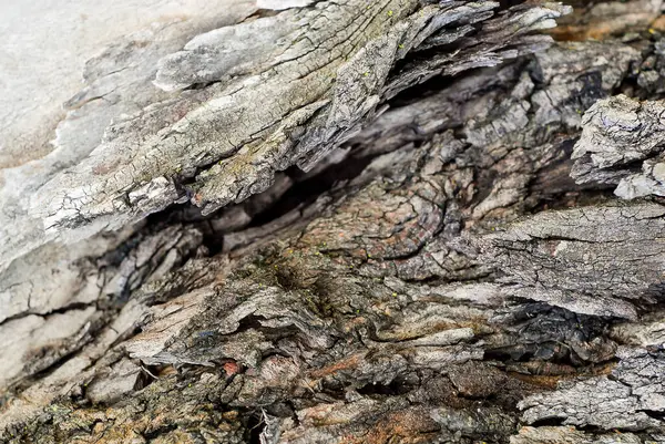 Textura Traço Tempo Madeira — Fotografia de Stock